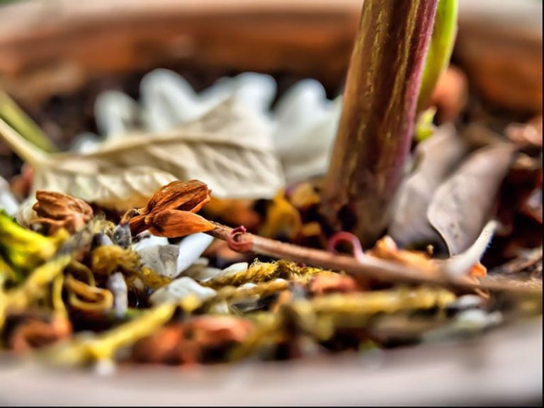 peppermint potpourri