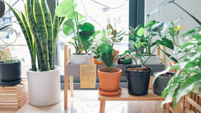 indoor gardening