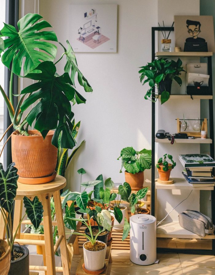 indoor gardening steps