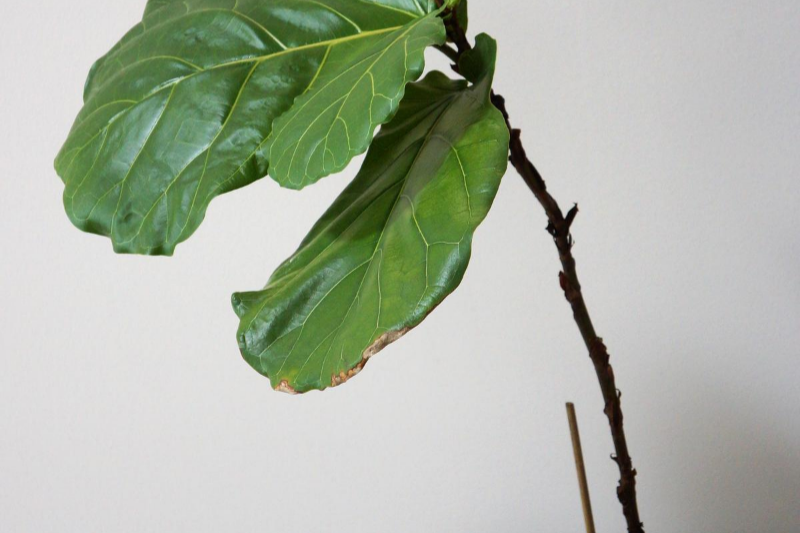 houseplants, low maintenance plants, in house plants, plants, low maintenance houseplants, fiddle leaf fig