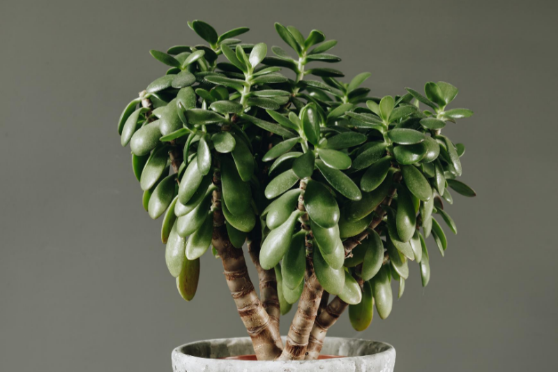 jade plant, houseplants, low maintenance plants, in house plants, plants, low maintenance houseplants