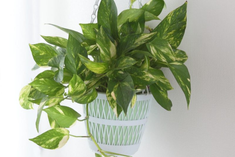 pathos, houseplants, low maintenance plants, in house plants, plants, low maintenance houseplants