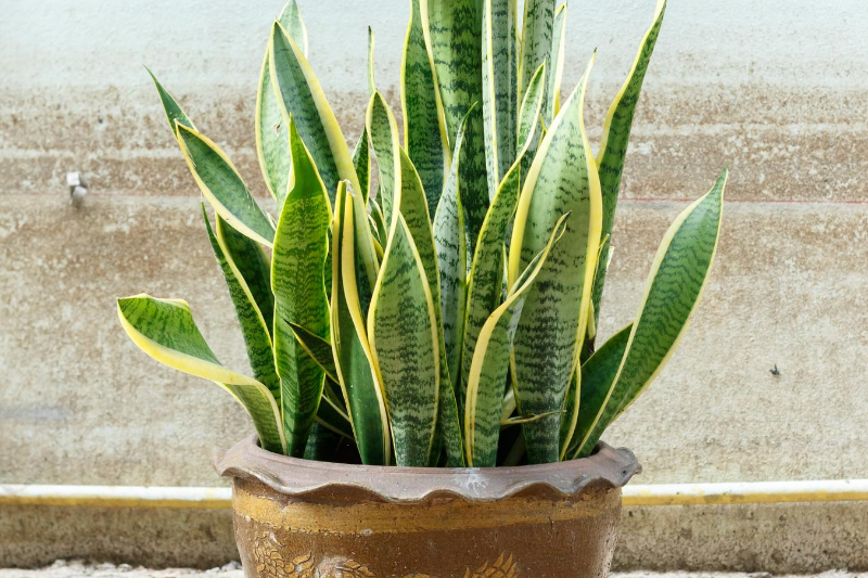 houseplants, low maintenance plants, in house plants, plants, low maintenance houseplants