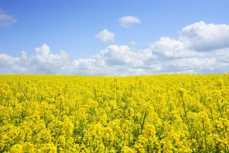 All-Natural Ways to Fight Your Family’s Springtime Allergies